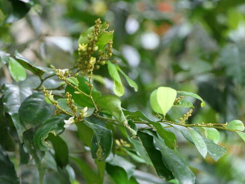 Image of Xanthophyllum flavescens Roxb.