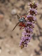 Image of Horse Mint