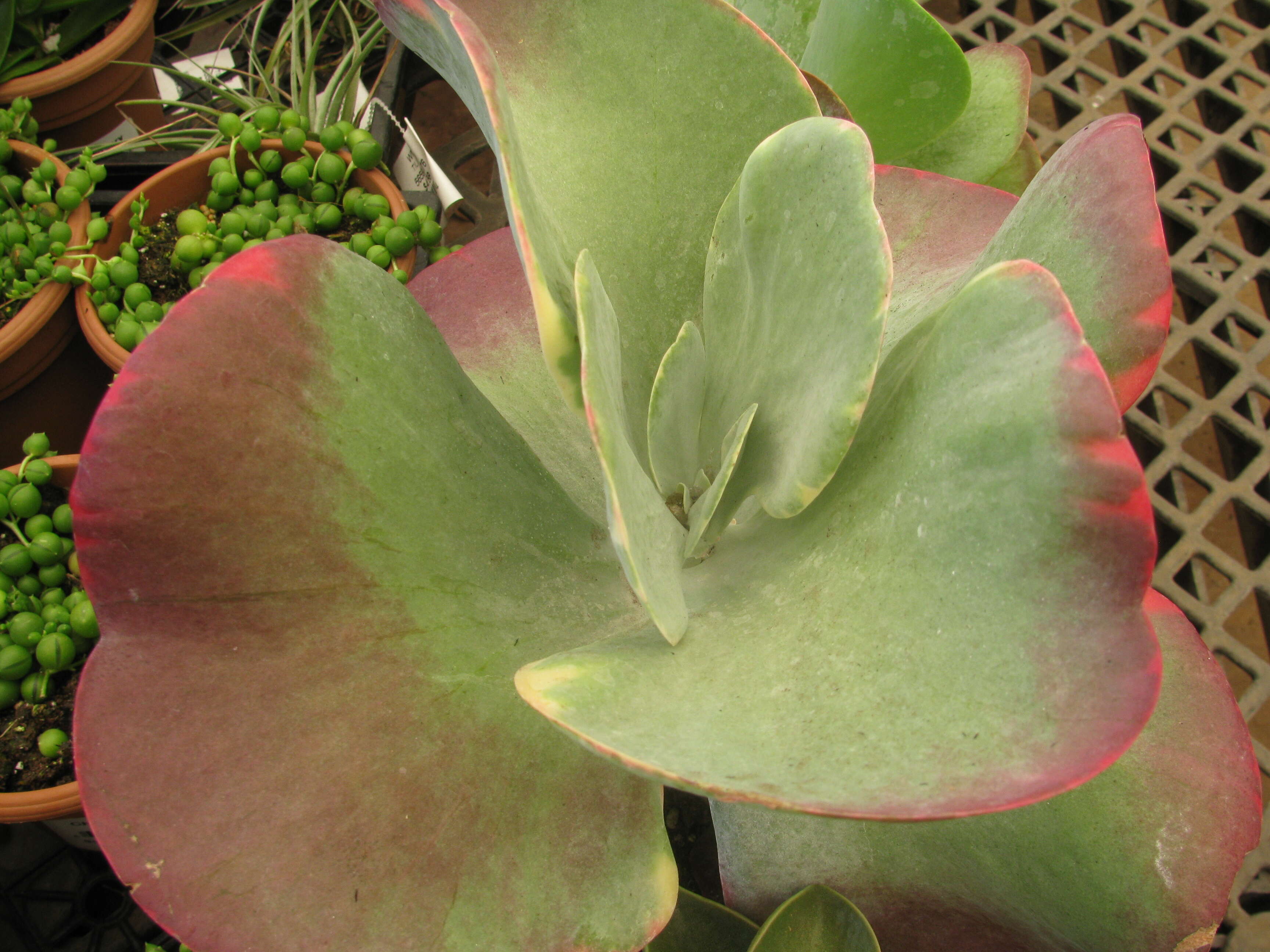 Image of Kalanchoe luciae