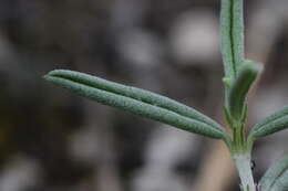 Image of White Rock-rose