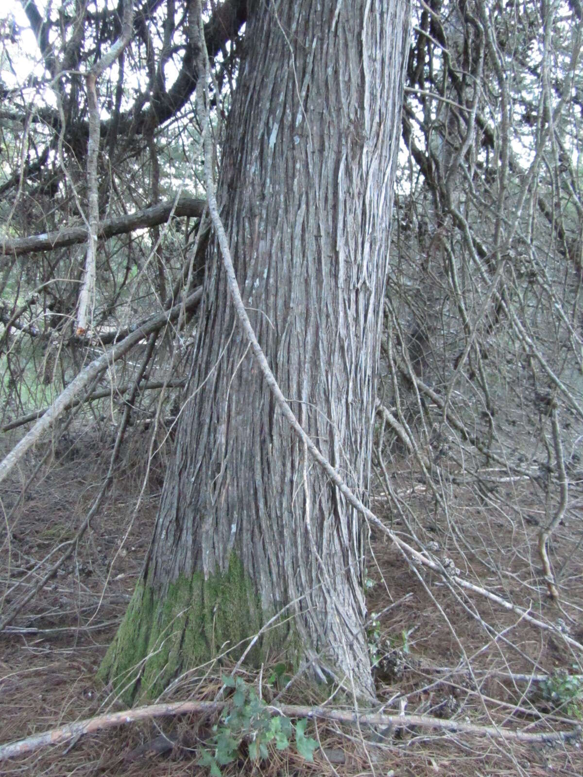 Cupressus goveniana var. abramsiana (C. B. Wolf) Little resmi