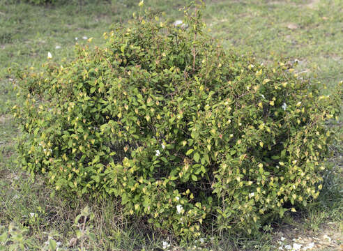 Image of salvia cistus