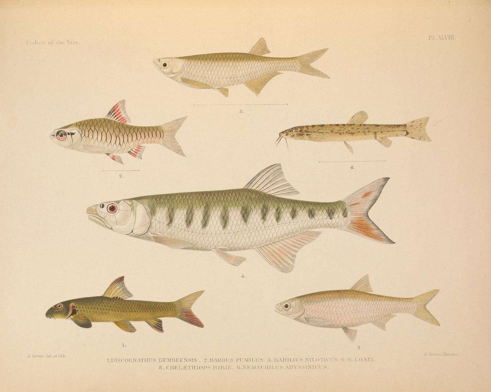 Image of Nile Minnow