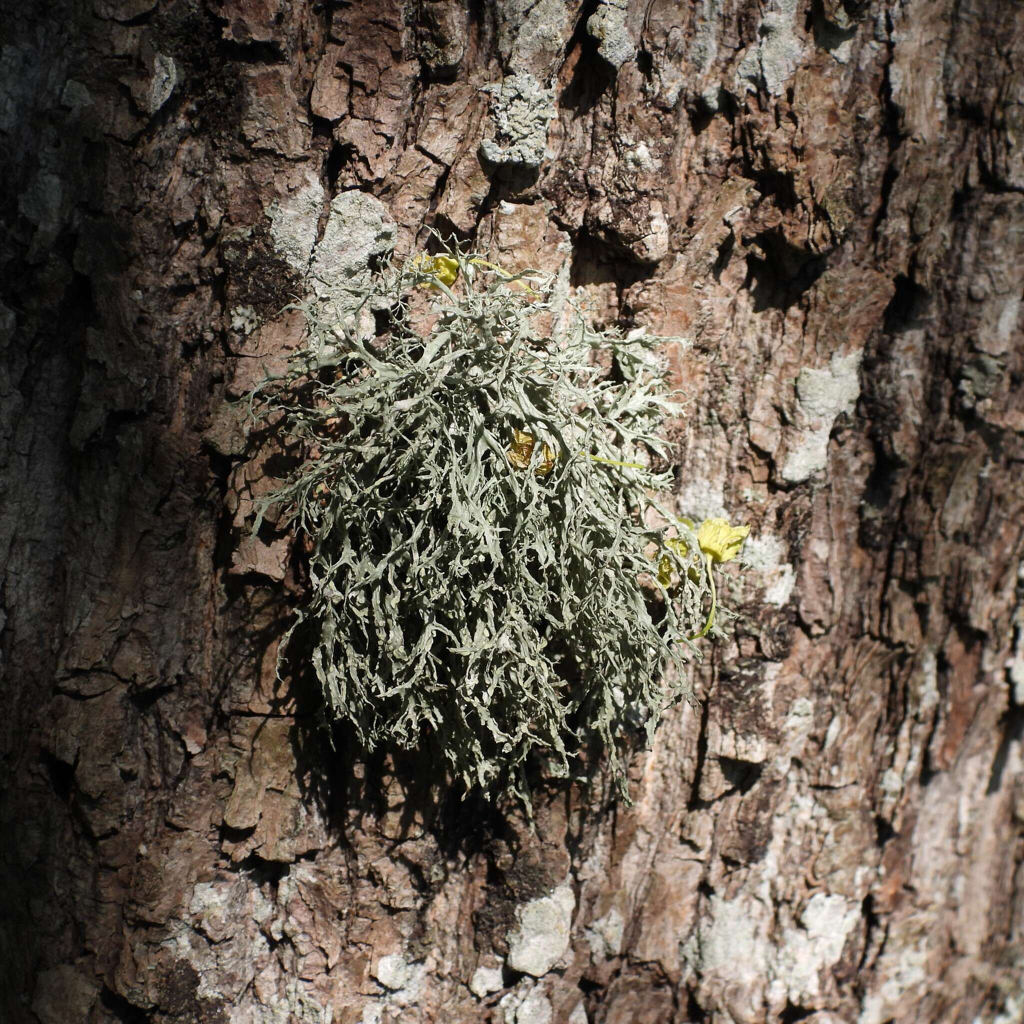 Imagem de Ramalina farinacea (L.) Ach.