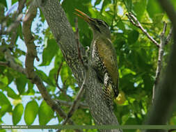 Image of Scaly-bellied Woodpecker