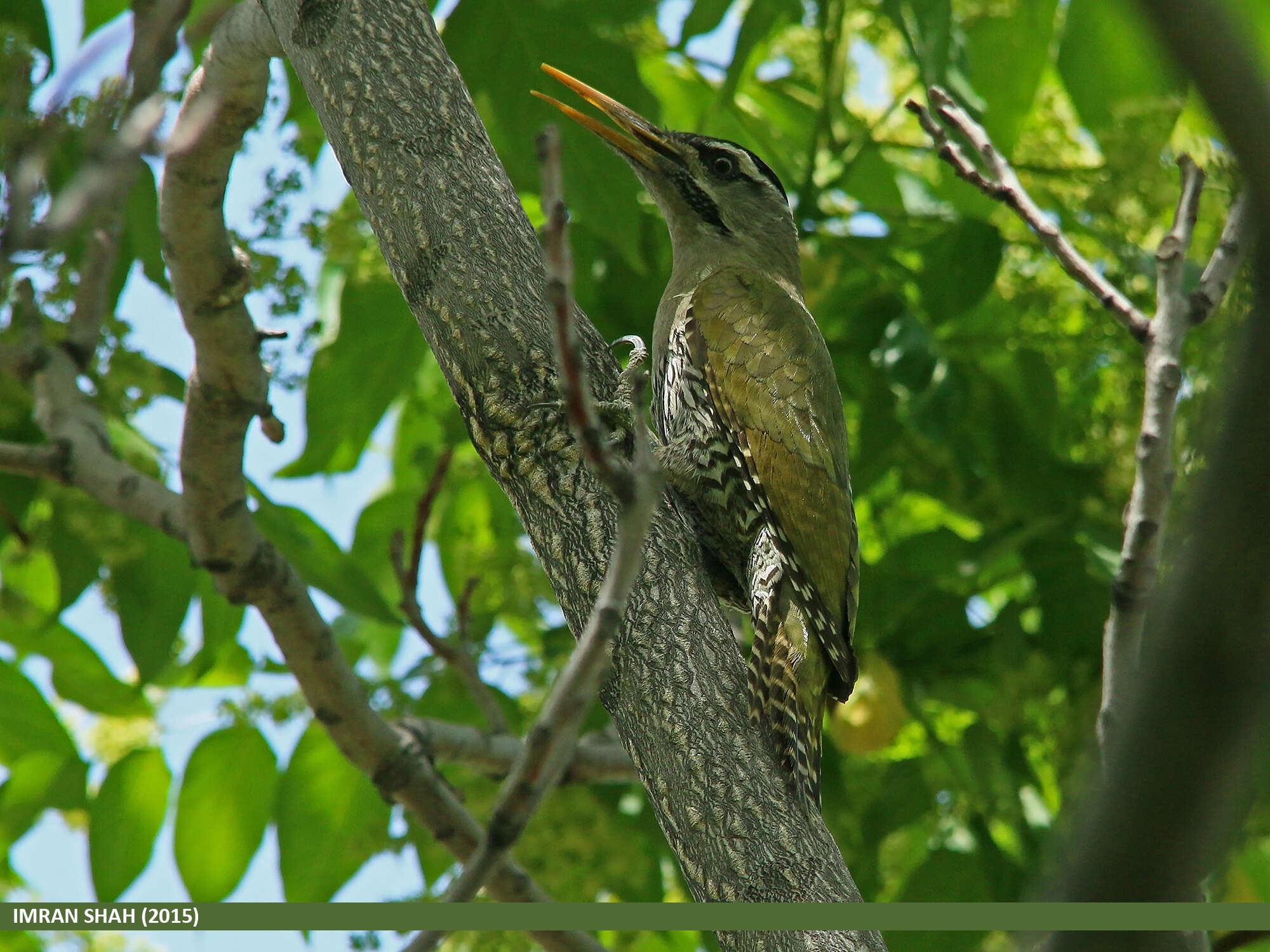 Image of Scaly-bellied Woodpecker