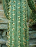 Image of Weberbauerocereus weberbaueri (K. Schum.) Backeb.