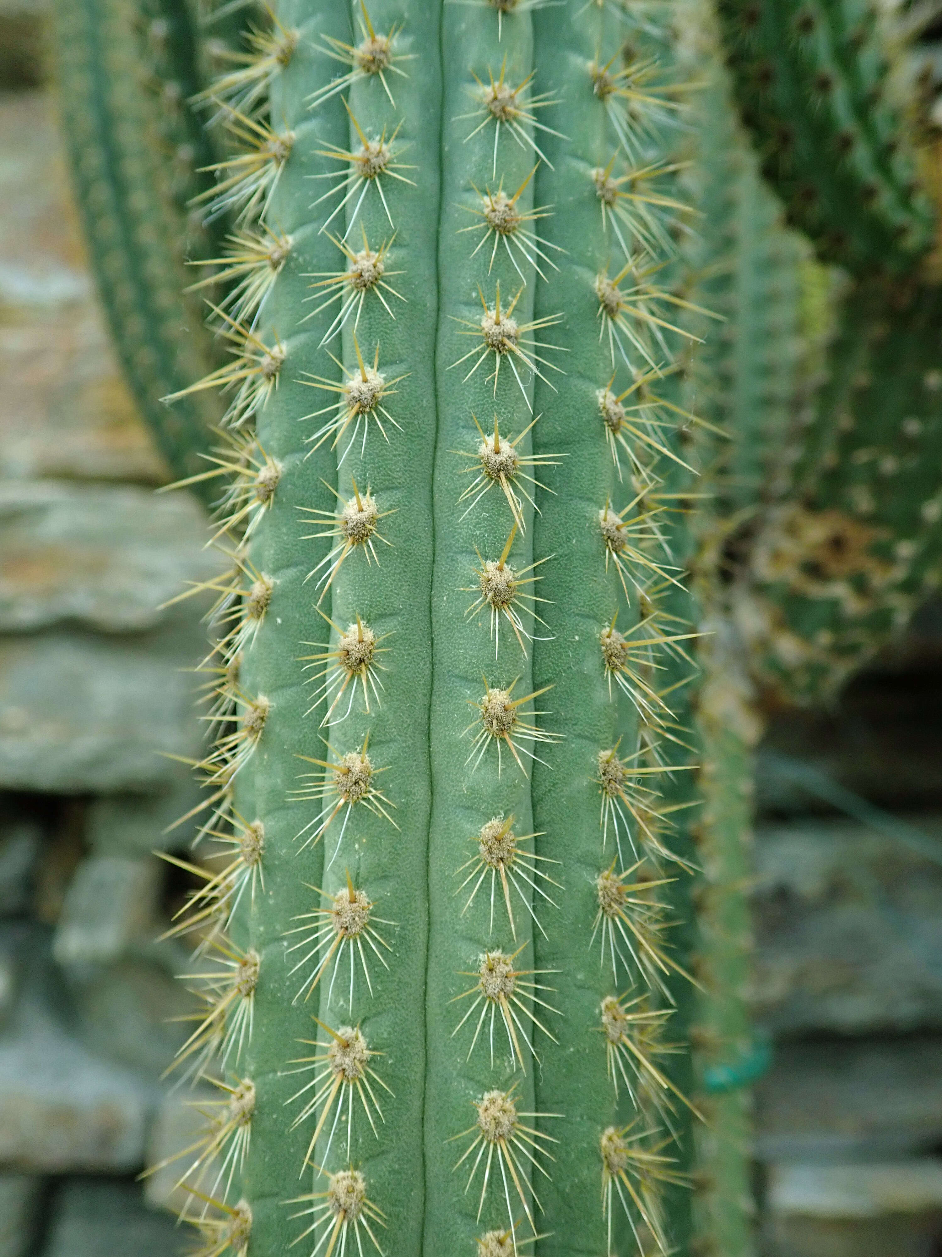 Weberbauerocereus weberbaueri (K. Schum.) Backeb.的圖片