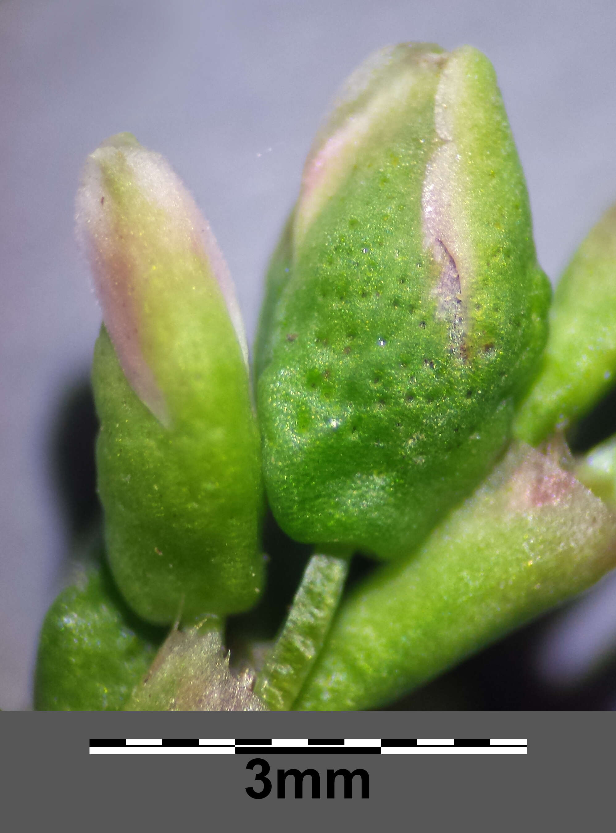 Image of Water-pepper