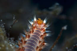 Image of Bearded Fireworm