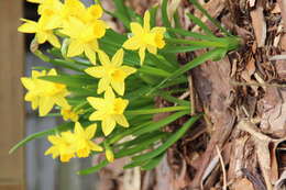 Image of daffodil