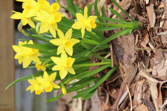 Image of daffodil