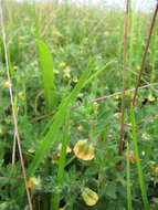 Слика од Lotus subbiflorus Lag.
