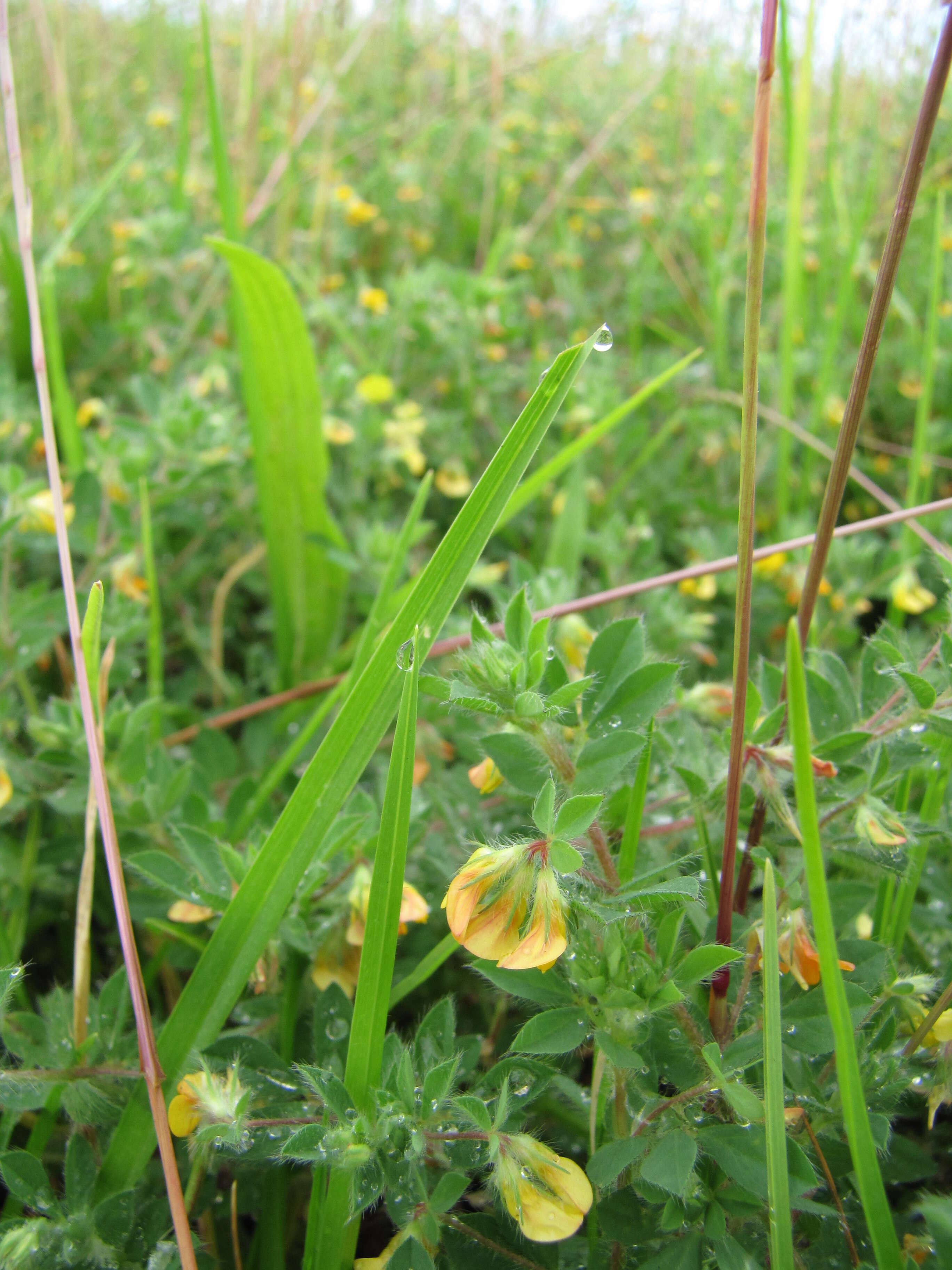 Слика од Lotus subbiflorus Lag.
