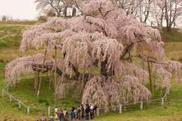 Image de Prunus spachiana (Lavallee ex H. Otto) Kitamura