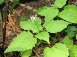 Image of Alpine enchanter’s-nightshade