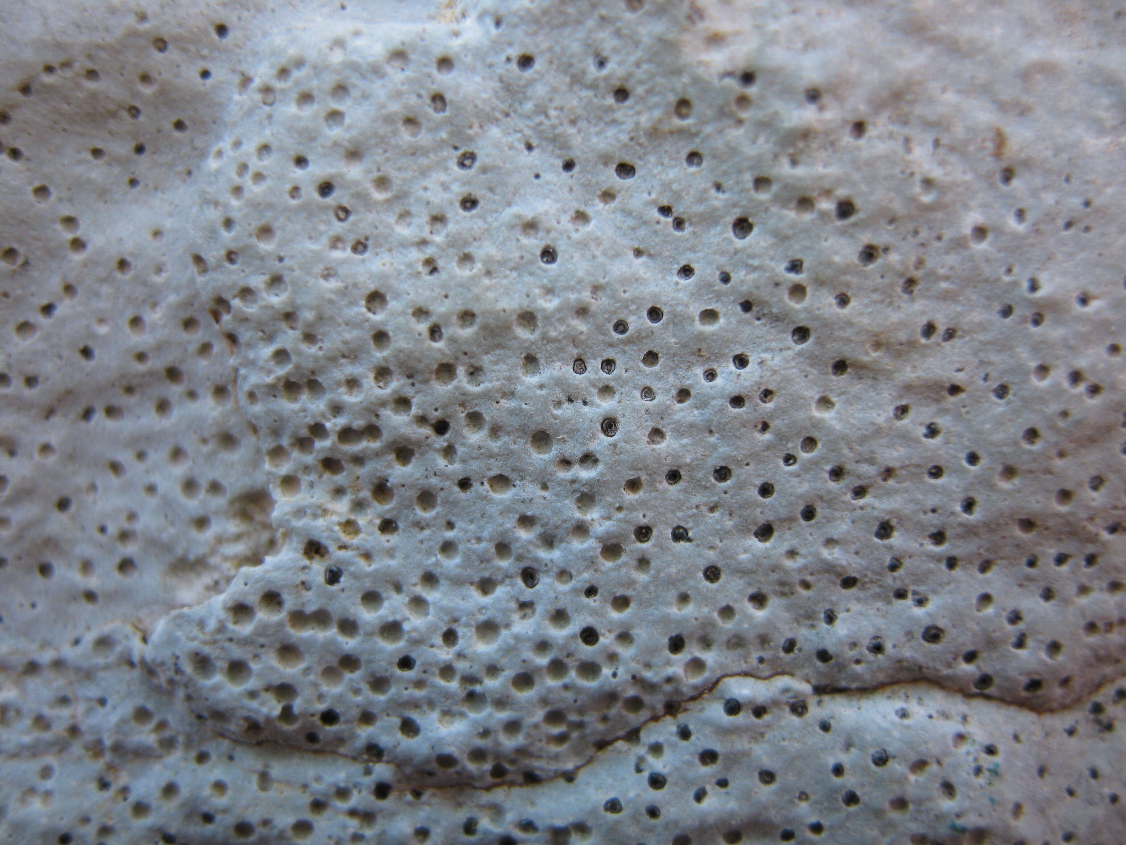Image of clauzadea lichen