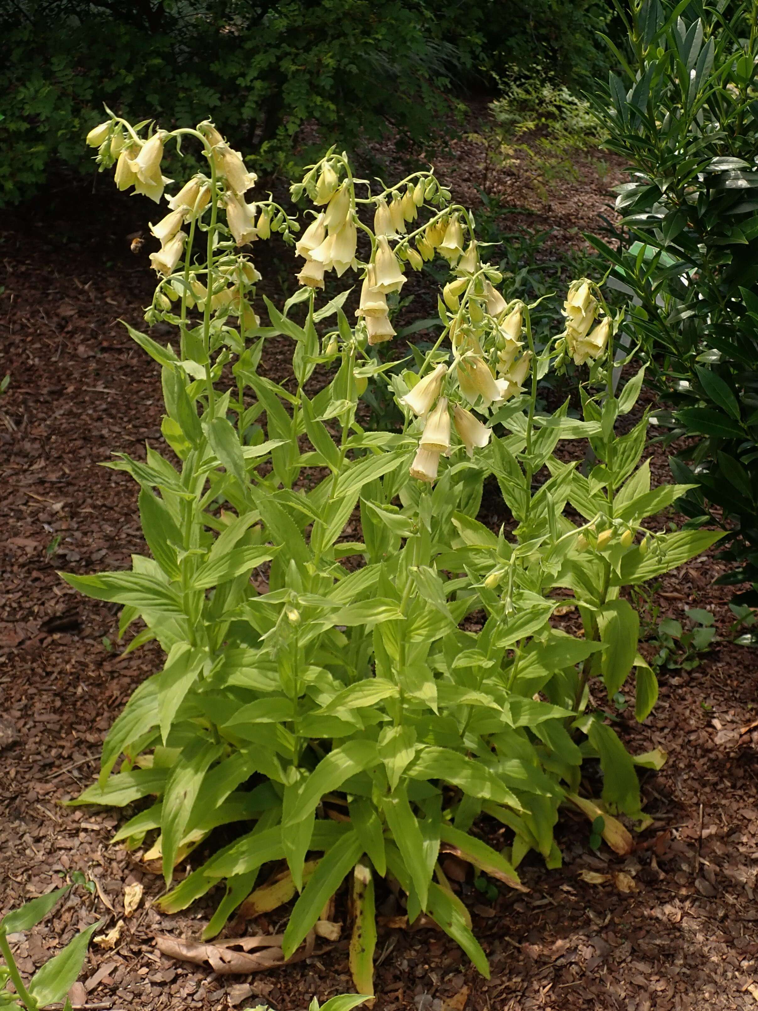 Imagem de Digitalis grandiflora Mill.