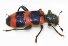 Image of Trichodes apiarius