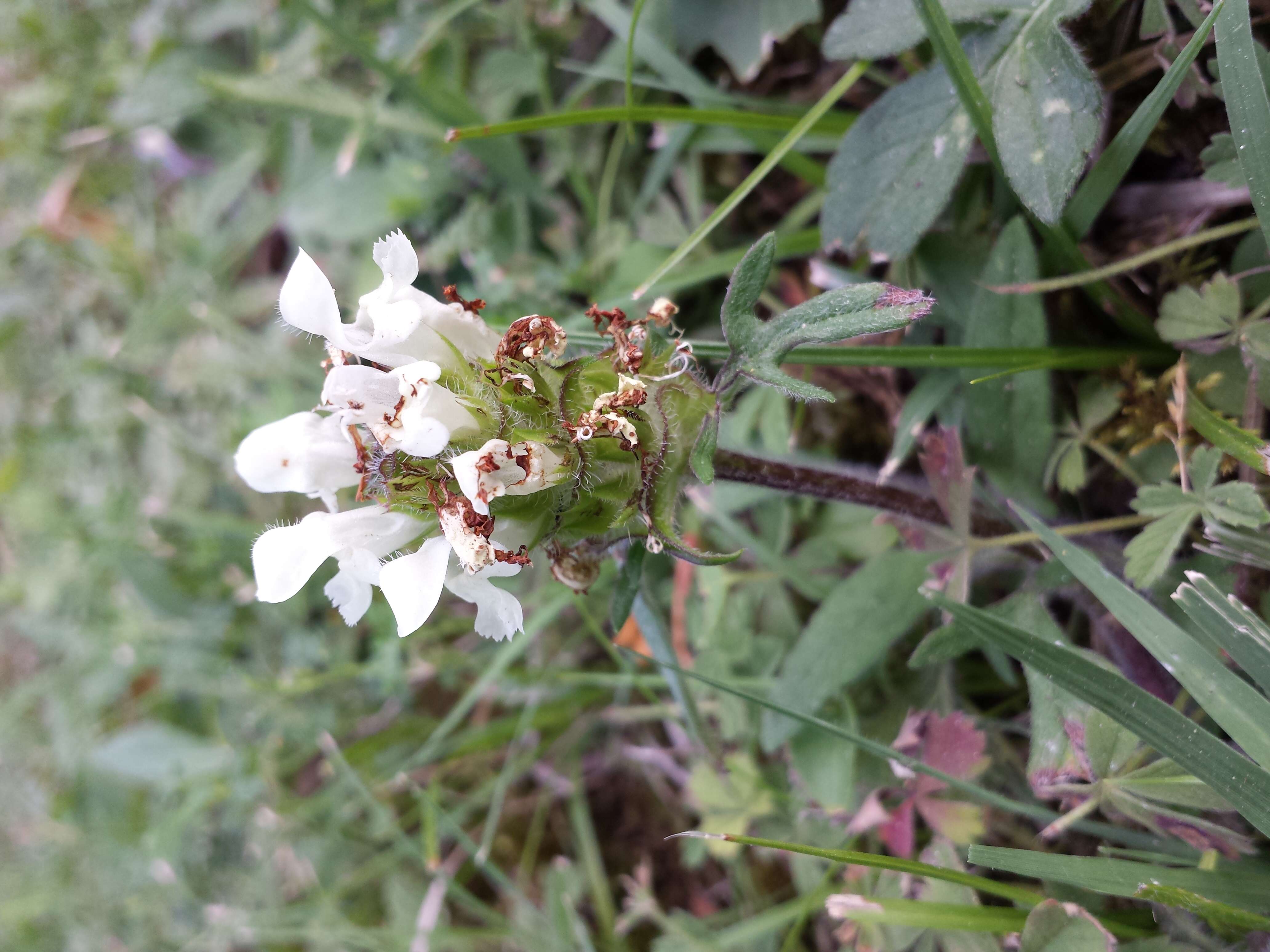 Image of cutleaf selfheal