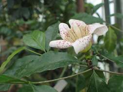 Image of Wright's Gardenia