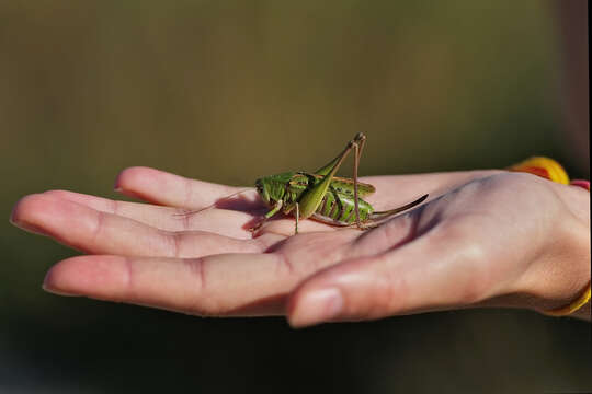 Image of Decticus