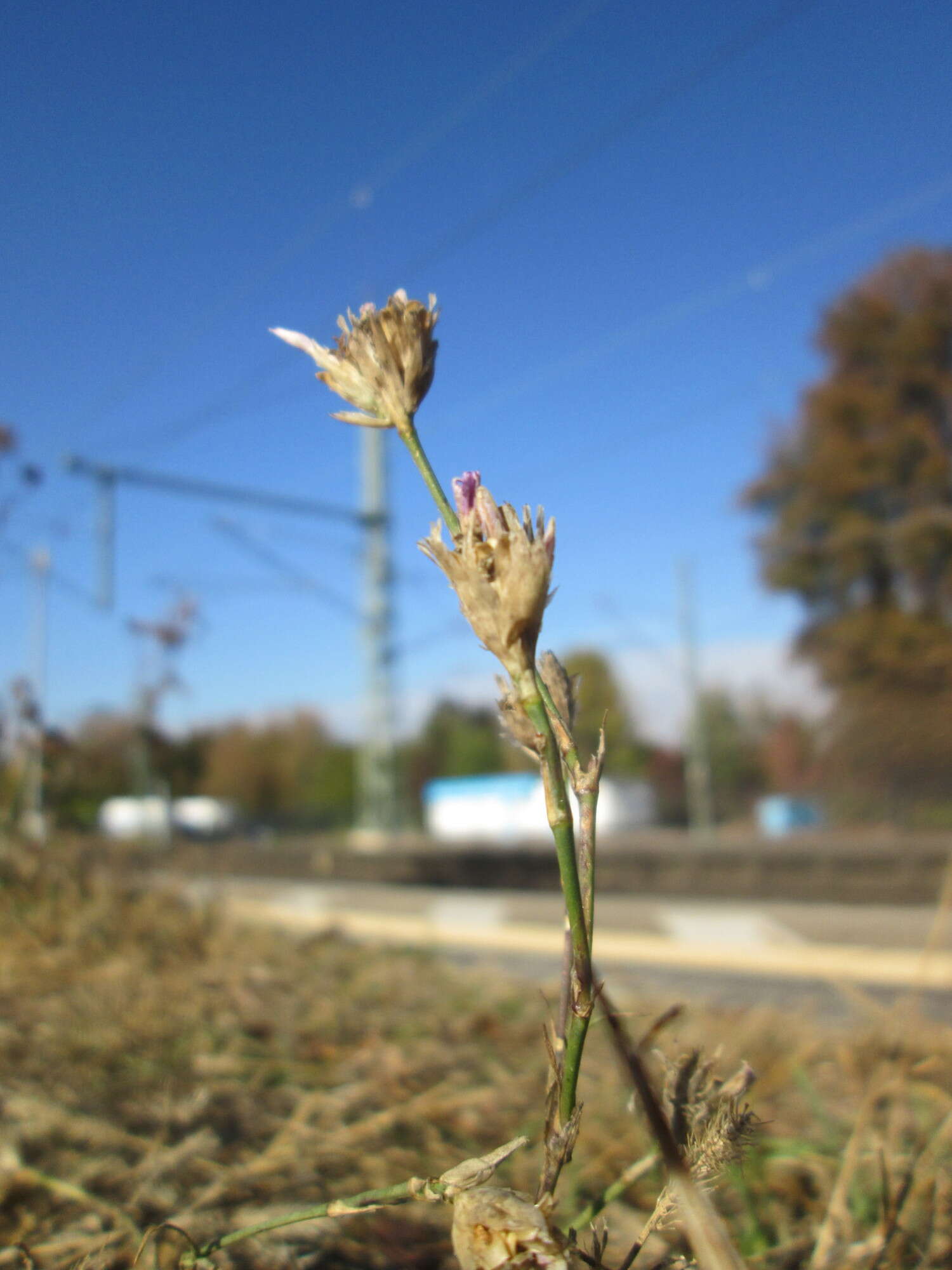 Image of Proliferous Pink