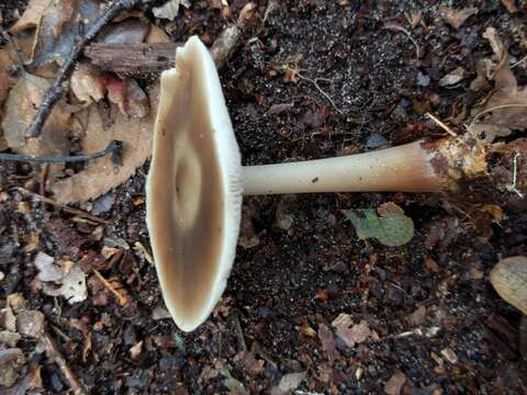 Image of Rhodocollybia butyracea (Bull.) Lennox 1979