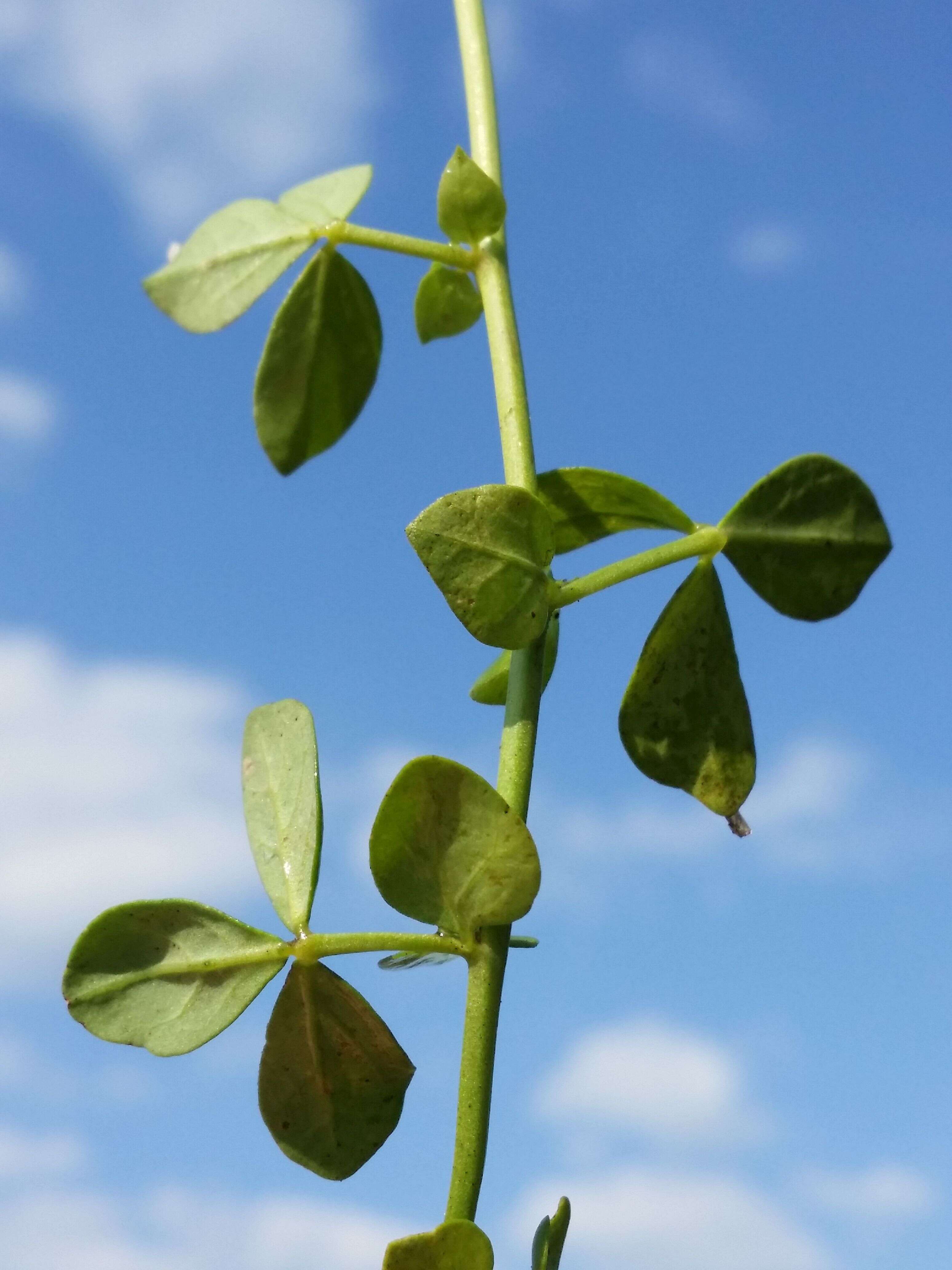 Imagem de Lotus pedunculatus Cav.