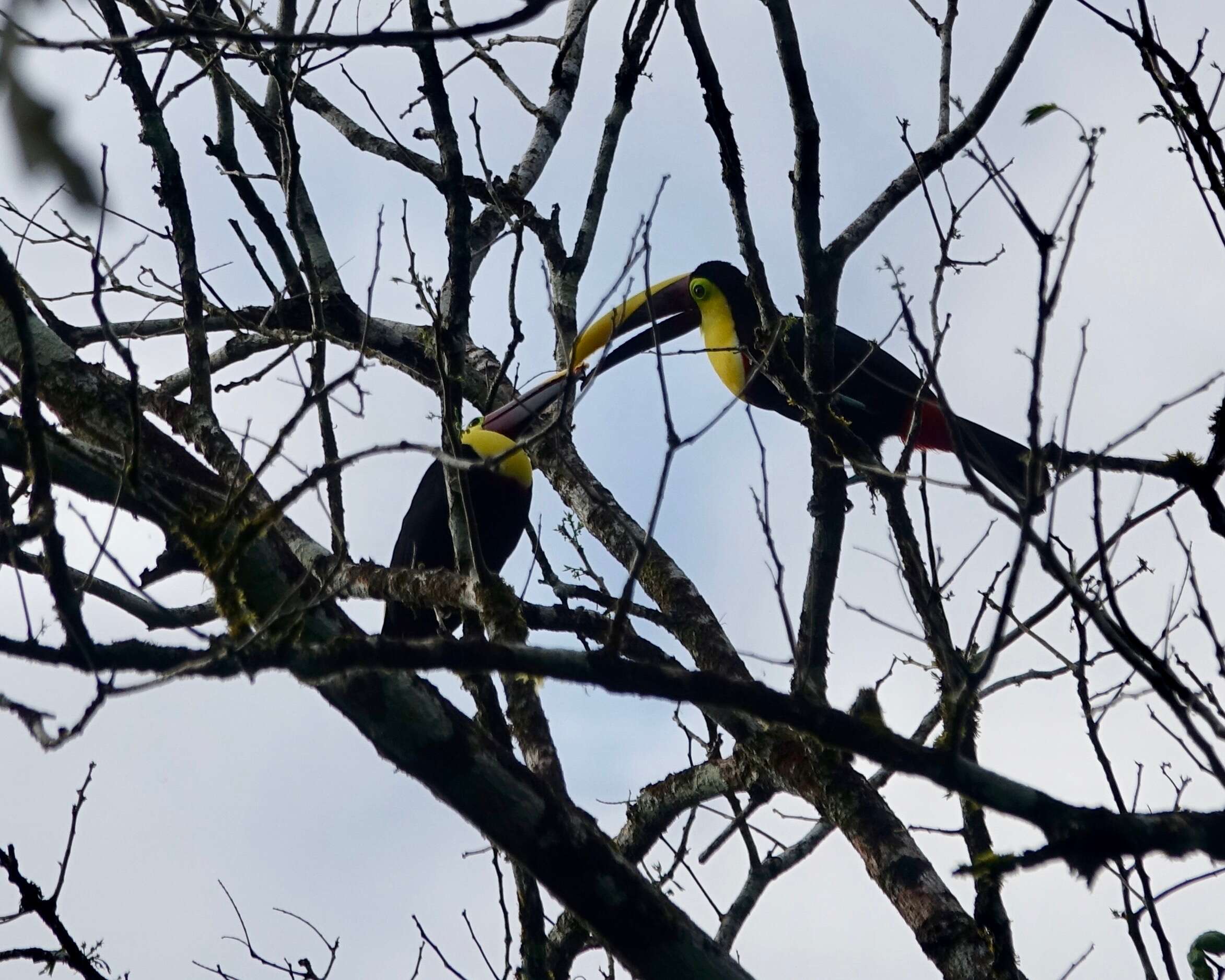 Image of Chestnut-mandibled Toucan