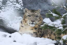 Image of Snow leopard
