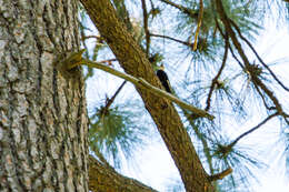 Image of White-headed Woodpecker