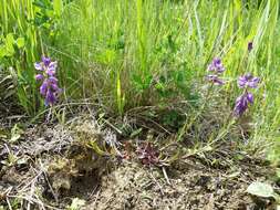 Image of tufted milkwort