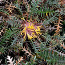 Image of Banksia serratuloides (Meissn.) A. R. Mast & K. R. Thiele