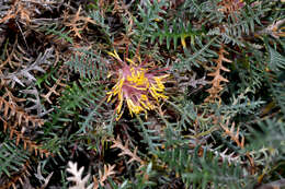 Image of Banksia serratuloides (Meissn.) A. R. Mast & K. R. Thiele