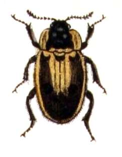 Image of Dendroxena quadrimaculata (Scopoli 1771)