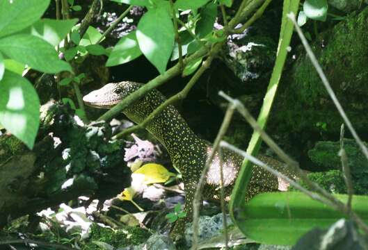 Image of Mangrove Goanna