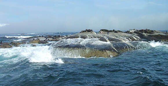 Image of Afro-Australian Fur Seal