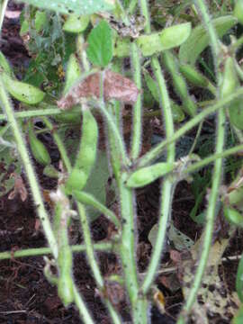 Image of soybean