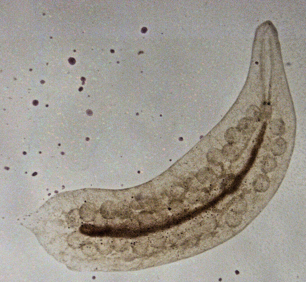 Image of Mesostoma