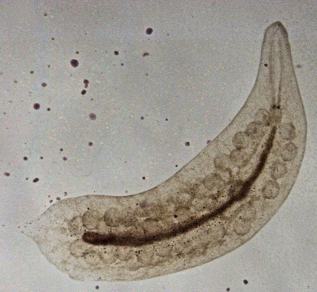 Слика од Mesostoma