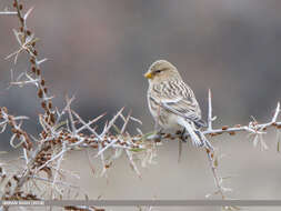 Image of Twite