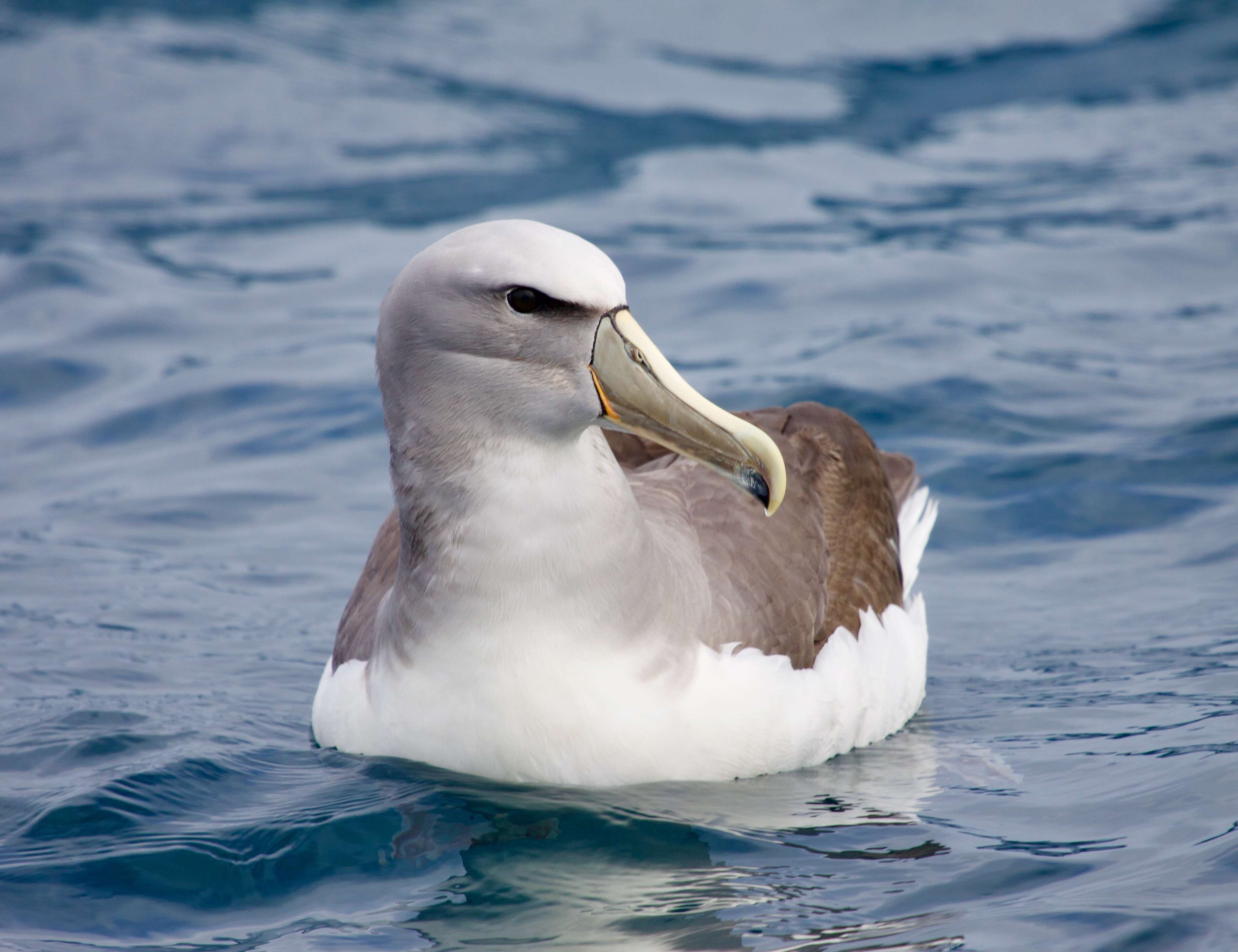 Image of Salvin's Albatross