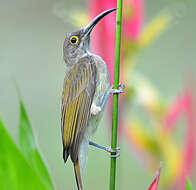 Image of Pale Spiderhunter