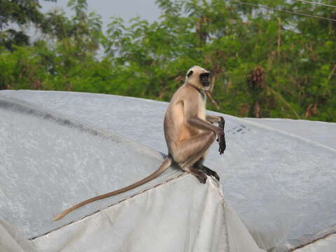 Image of Dussumier's Malabar Langur