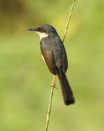 Image of Ashy Prinia