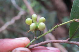 Image de Campylospermum serratum (Gaertn.) V. Bittrich & M. C. E. Amaral