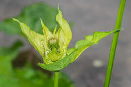 Image of Cabbage Thistle