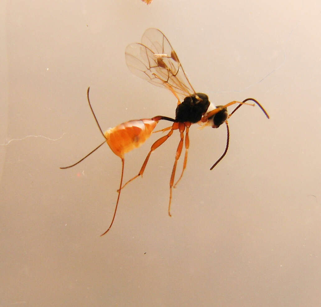 Image of Tersilochinae