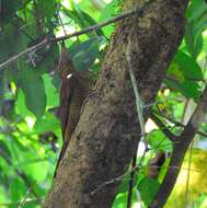 Image of Northern Barred Woodcreeper